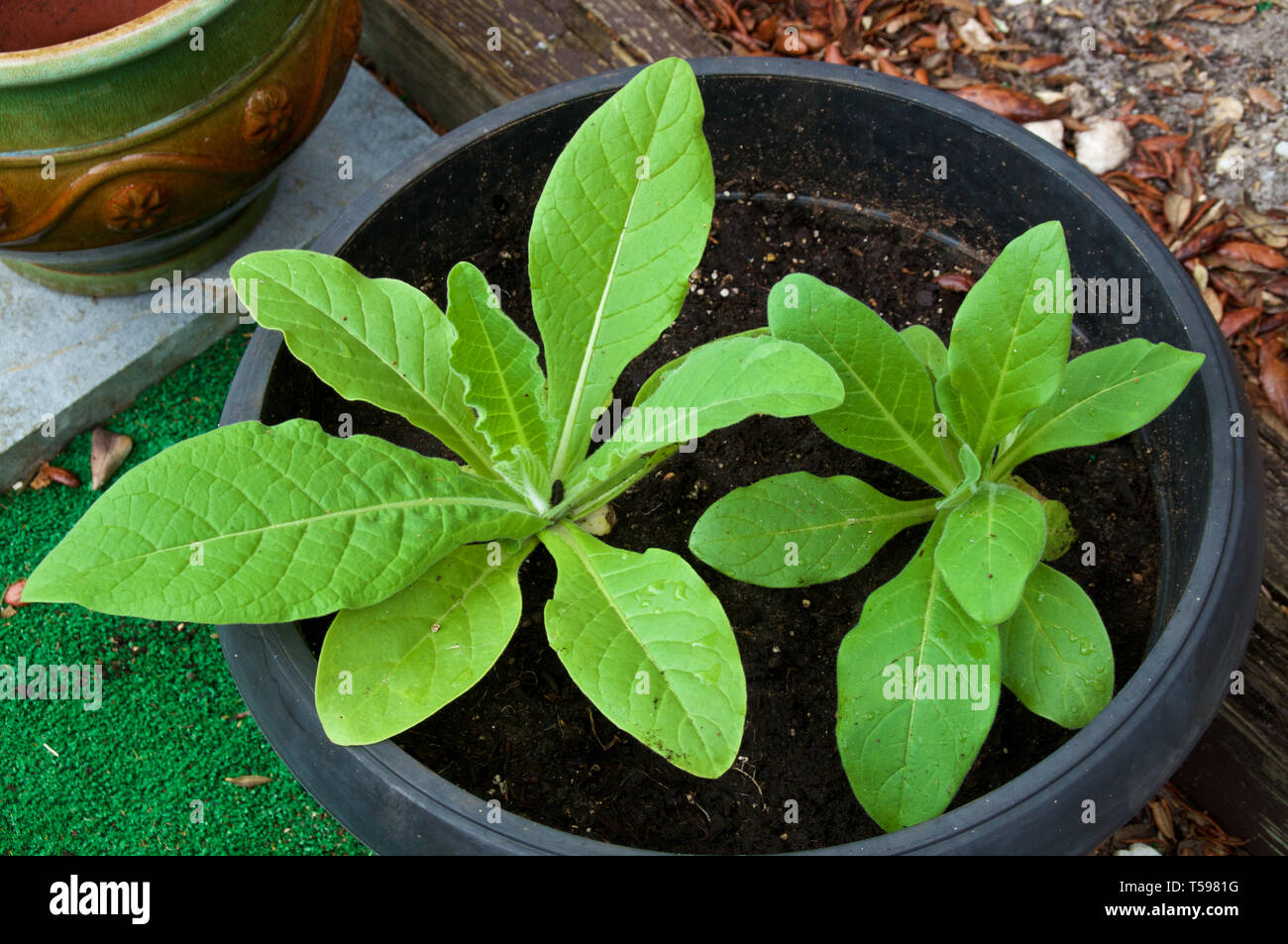 looking down at young nicotiana alata plants growing in pot in backyard garden, also known at night blooming jasmine tobacco. Stock Photo