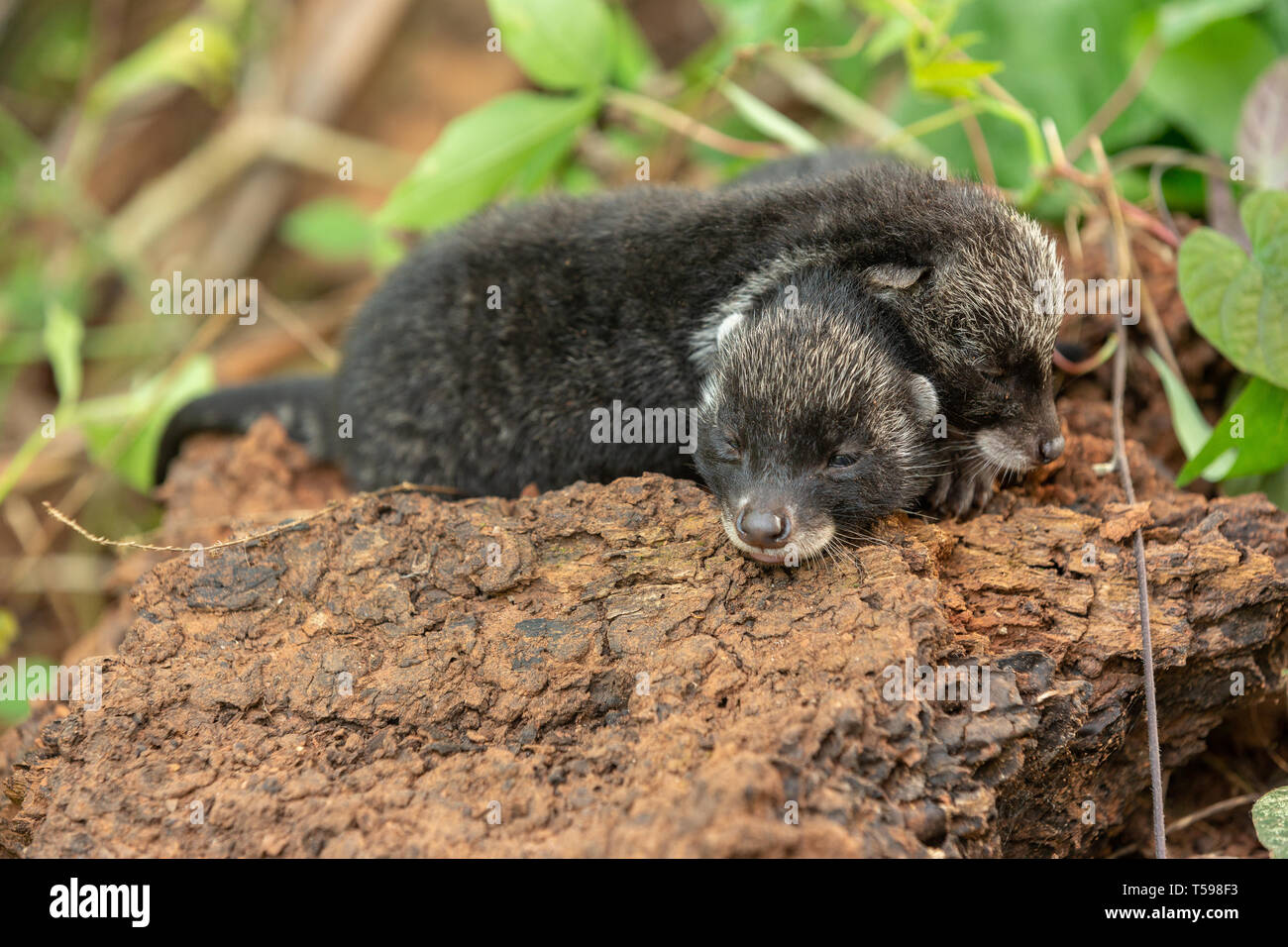 African civet cubs sleeping with each other Stock Photo