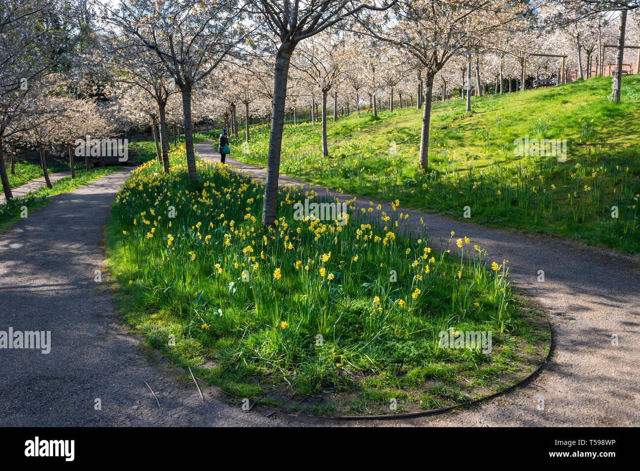 English Cherry Orchard High Resolution Stock Photography and Images - Alamy