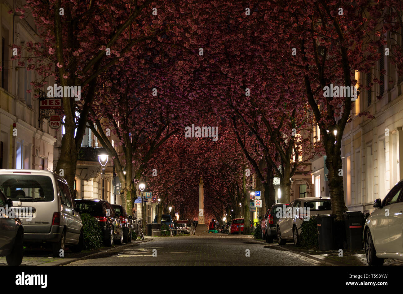 Bonn, Germany - April 4, 2019: Blossoming cherry trees in Heerstreet Stock Photo