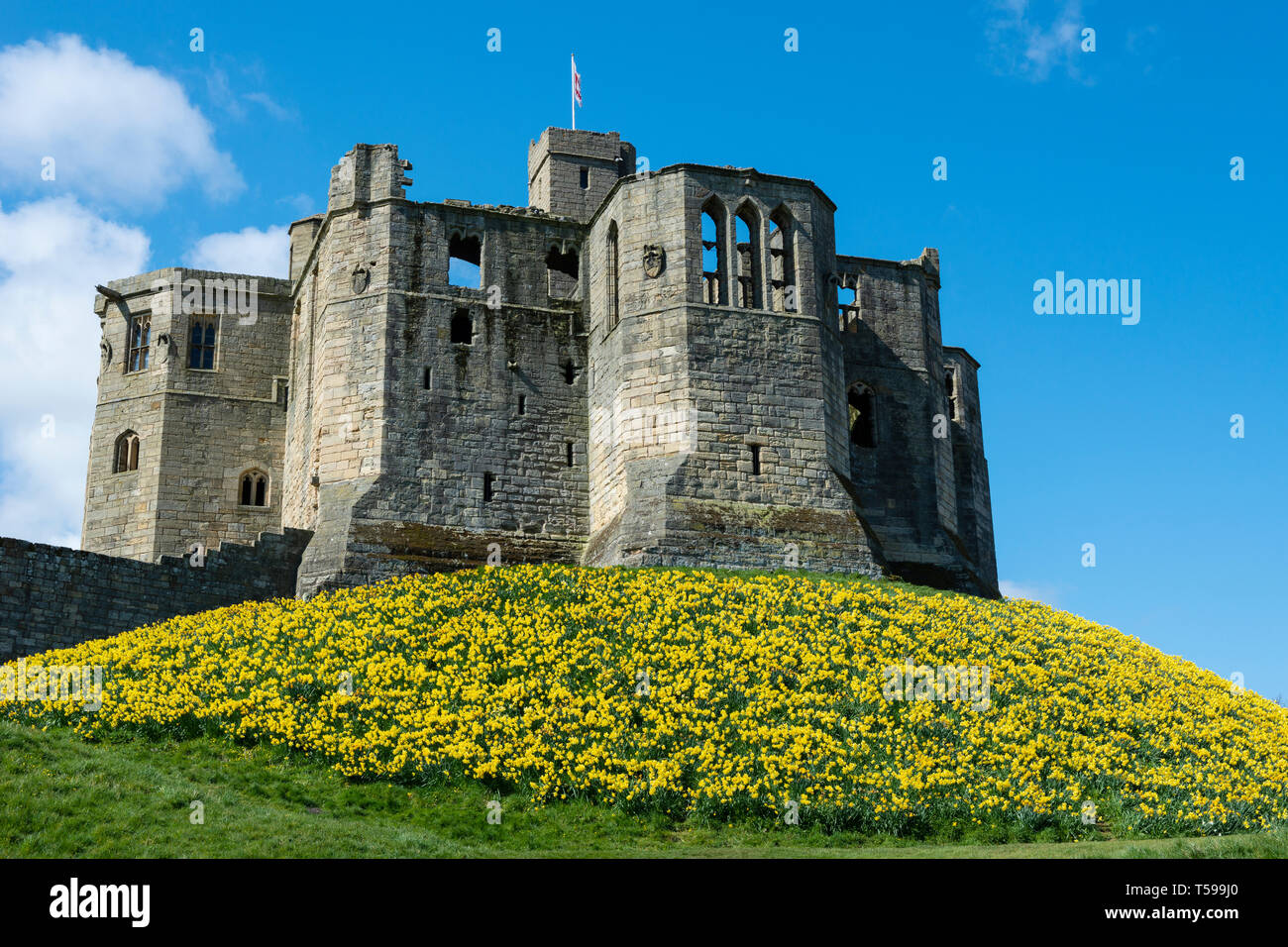 Spring colours at Warkworth Castle at Warkworth in Northumberland, England, UK Stock Photo