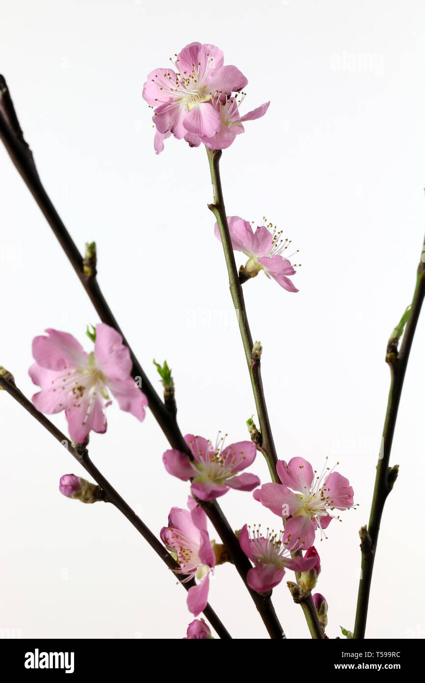 Cherry blossom branch isolated on white background Stock Photo - Alamy
