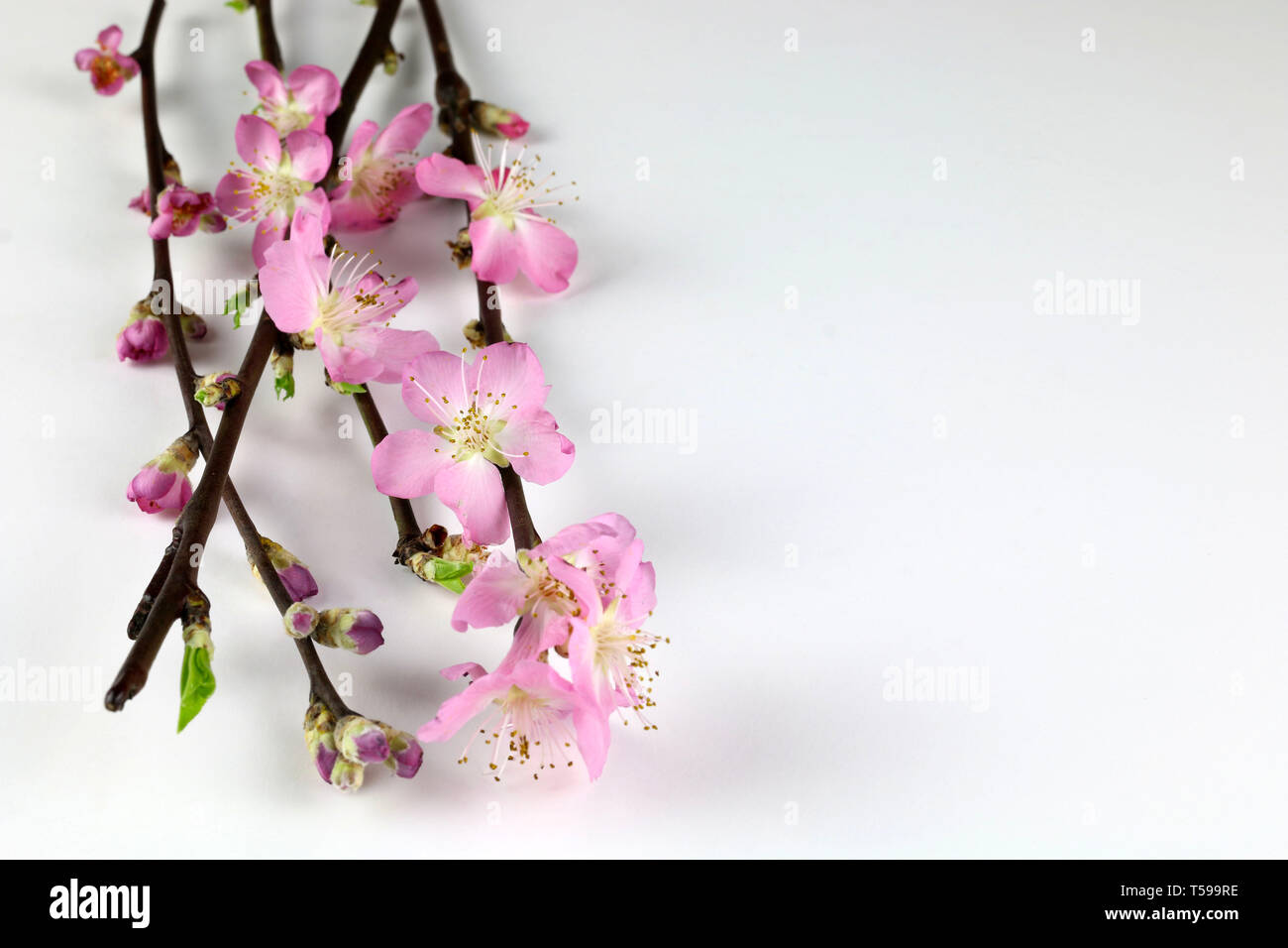 Cherry blossom branch isolated on white background Stock Photo - Alamy