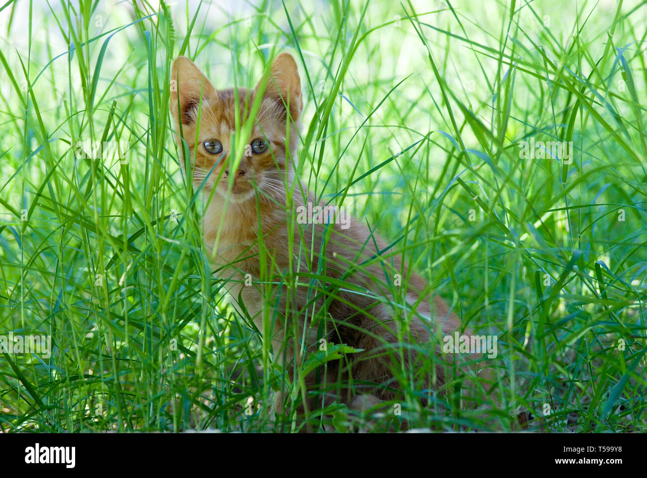 Red-haired kitten sitting and looking through green grass Stock Photo