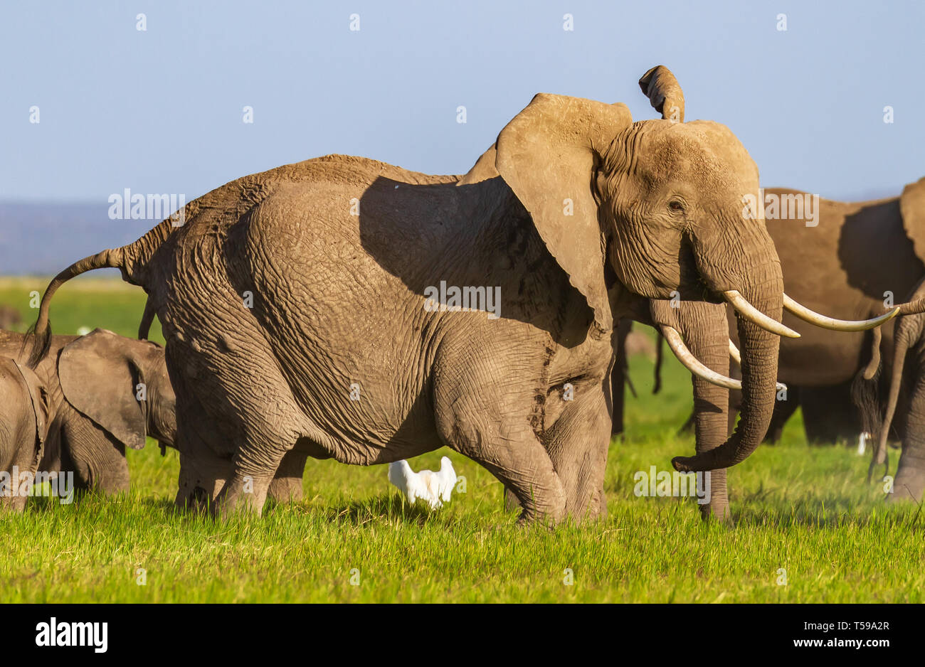 Huge African elephant flaps big ears, side view of "Loxodonta africana" with long ivory tusks. Amboseli National Park, Kenya, East Africa Stock Photo