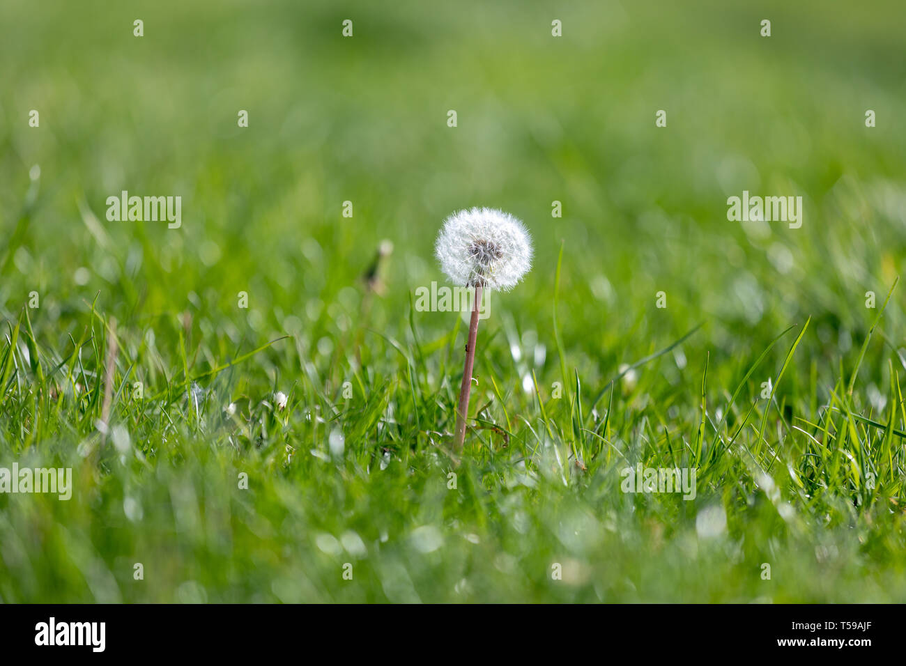 dandelion flower growing among spring grass, macro detail of dandelion, up close dandelion Stock Photo