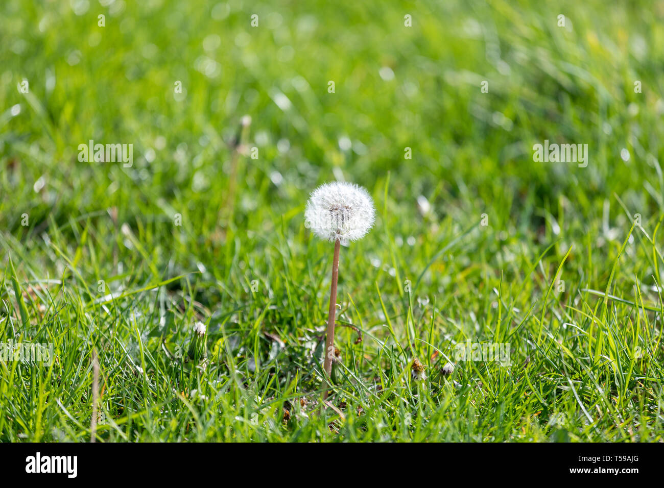 dandelion flower growing among spring grass, macro detail of dandelion, up close dandelion Stock Photo