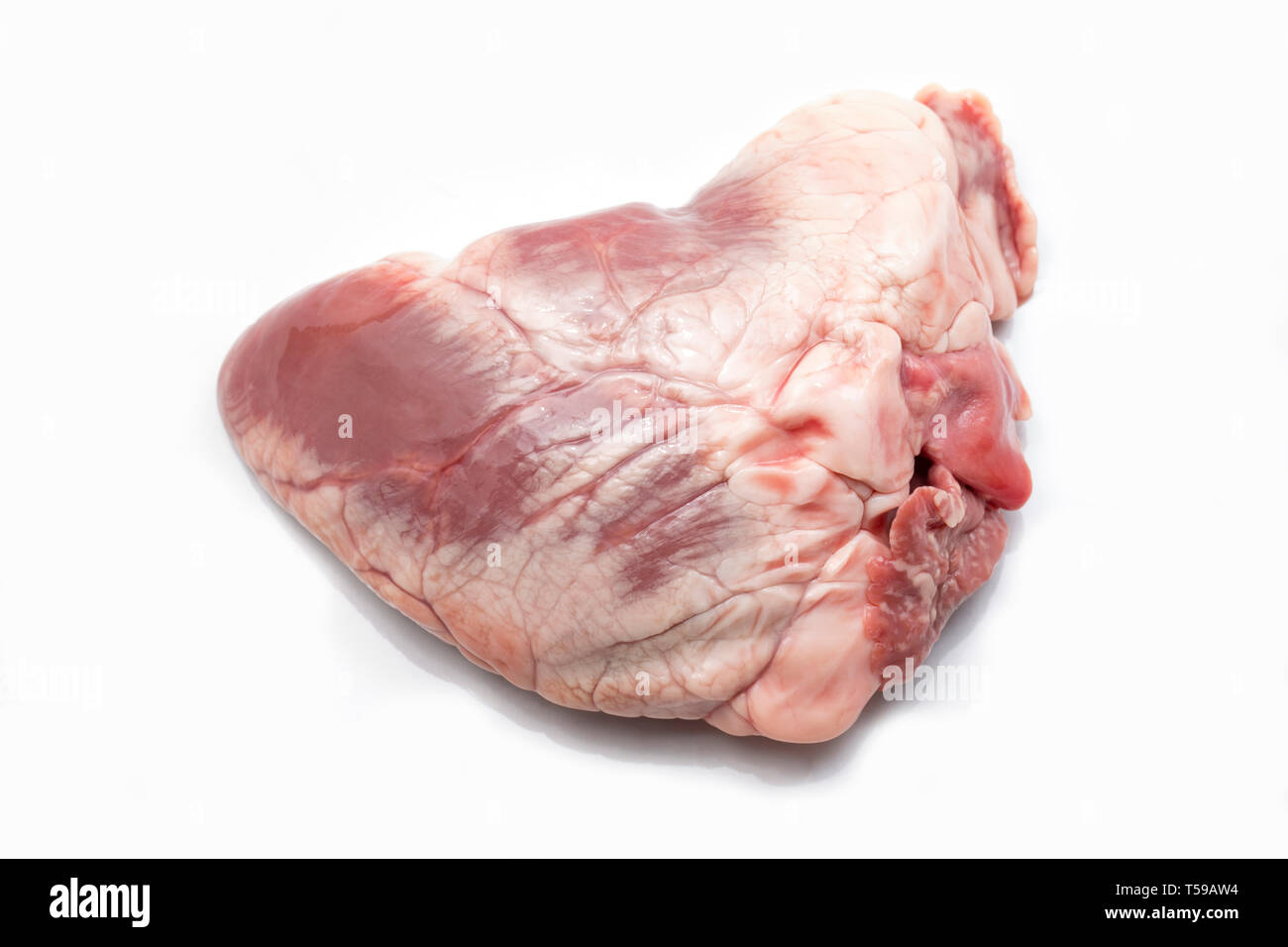 A raw lamb’s heart bought from a supermarket in the UK. Photographed on a white background. England UK GB Stock Photo