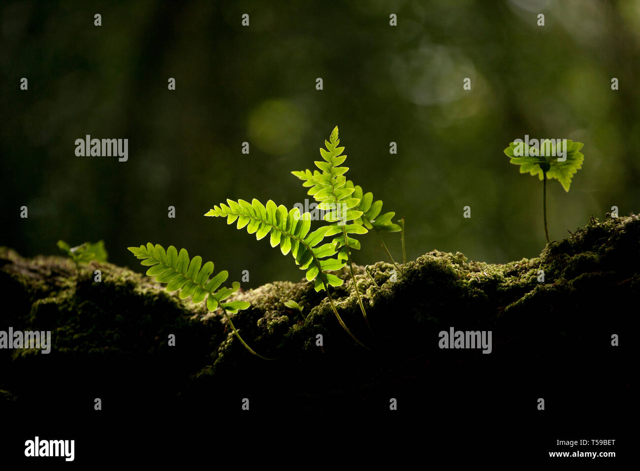 Examples of Polypodium vulgare ferns growing on a tree branch in the