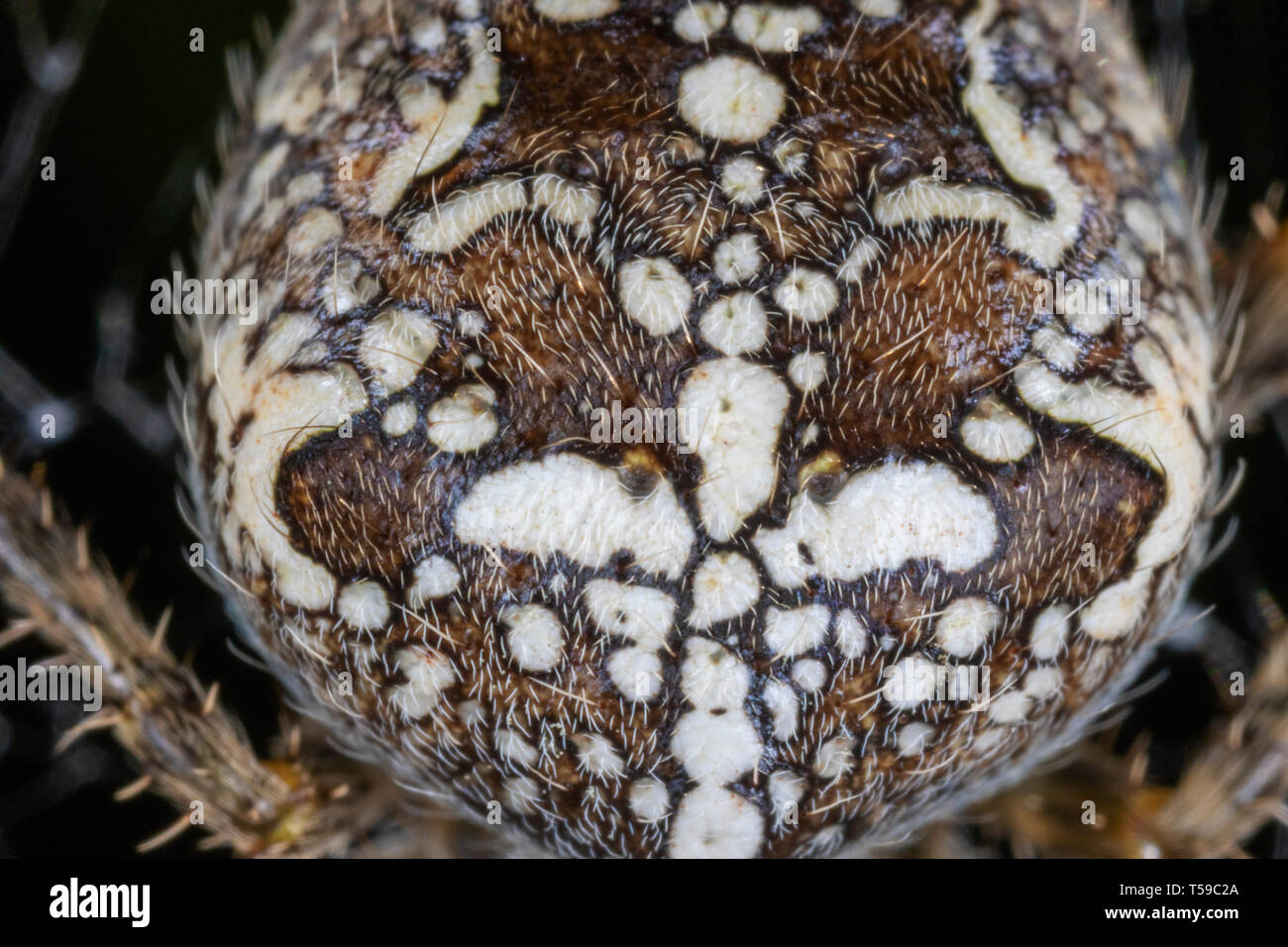 Macro detail of European garden spider Stock Photo - Alamy