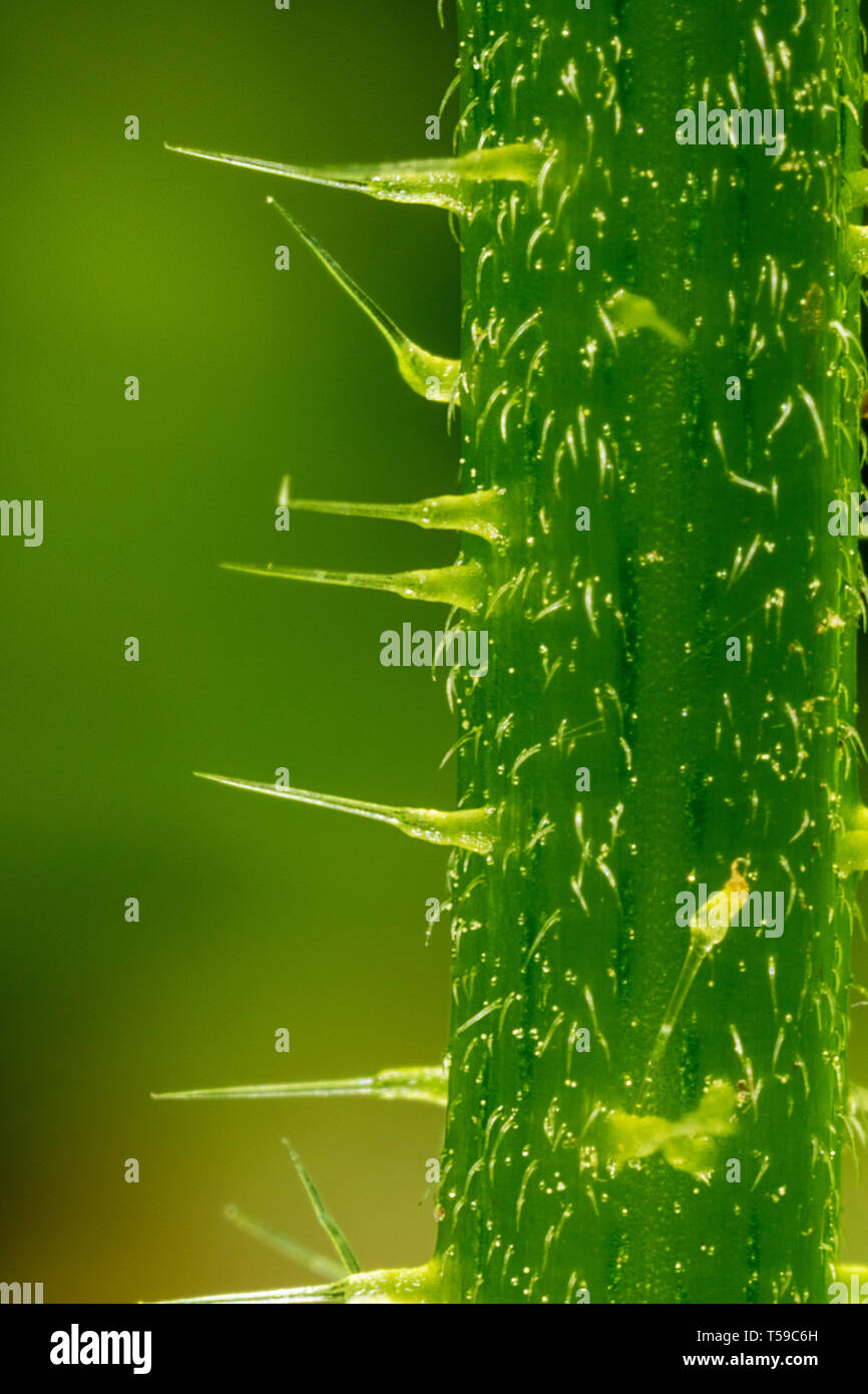 Close-up of the Nettle, Urtica dioica Stock Photo