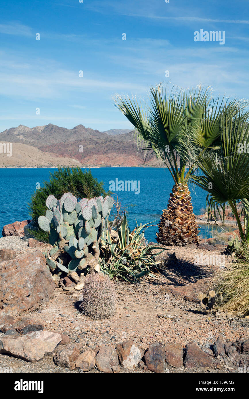 Cactus and desert plants, Lake Havasu, Arizona, US, 2017. Stock Photo