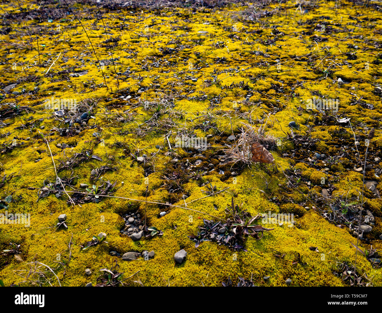 green yellow moss texture background Stock Photo - Alamy