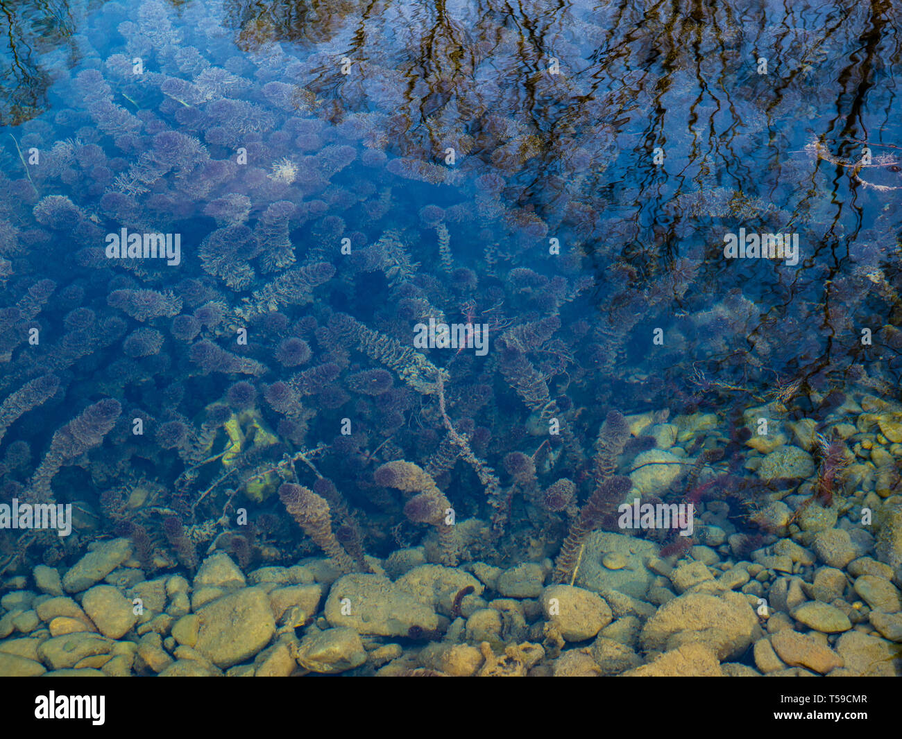 Abstract water seen through hi-res stock photography and images - Alamy