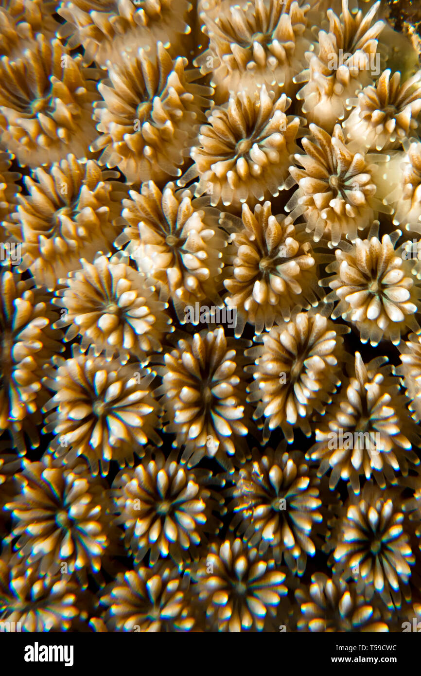 Crystal Coral (Galaxea fascicularis) Taken in Red Sea, Egypt Stock Photo