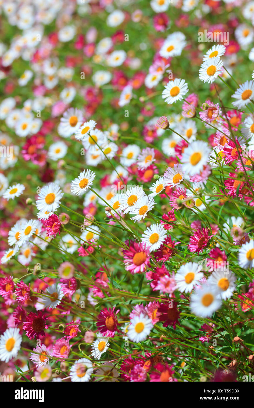 Beautiful meadow pink flowers hi-res stock photography and images - Alamy
