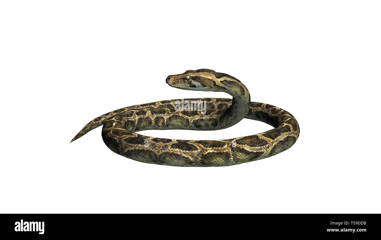 Python snake - isolated on white background Stock Photo - Alamy