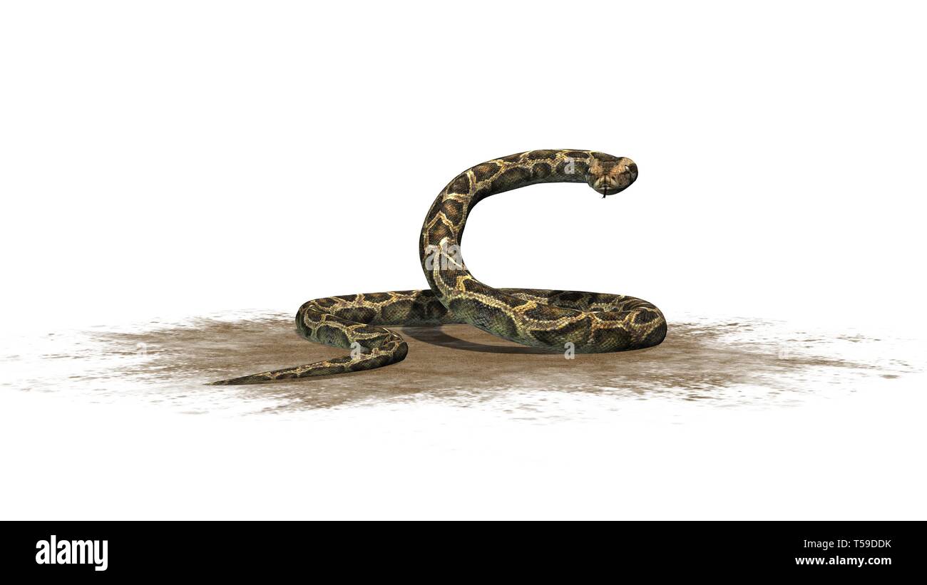 Python snake on a sand area isolated on white background Stock Photo ...