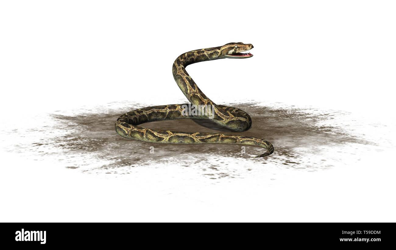 Python snake on a sand area isolated on white background Stock Photo ...