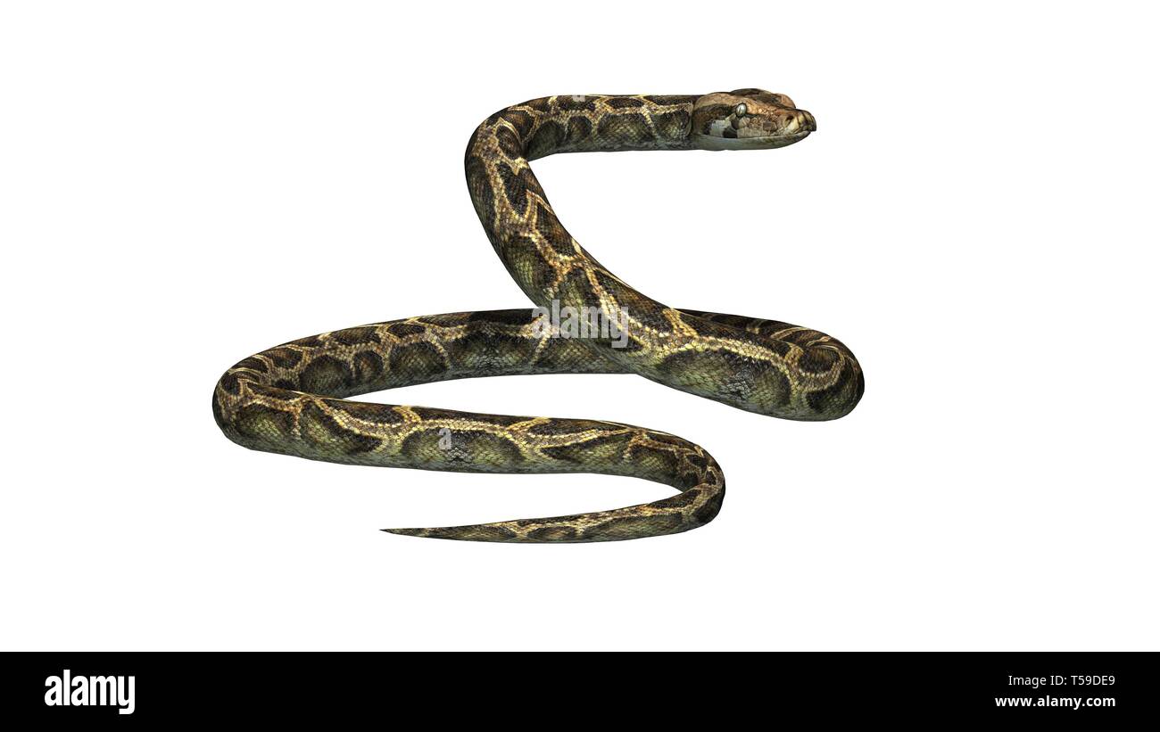 Python snake - isolated on white background Stock Photo - Alamy