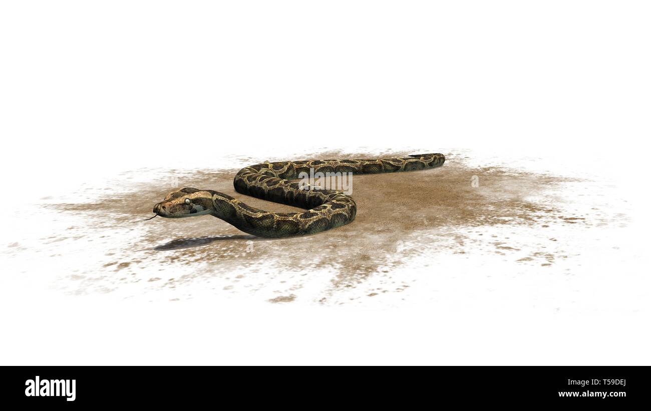 Python snake on a sand area isolated on white background Stock Photo ...