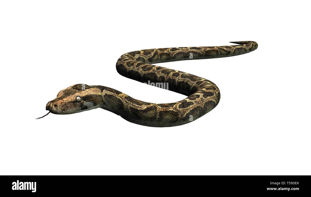 Python snake - isolated on white background Stock Photo - Alamy