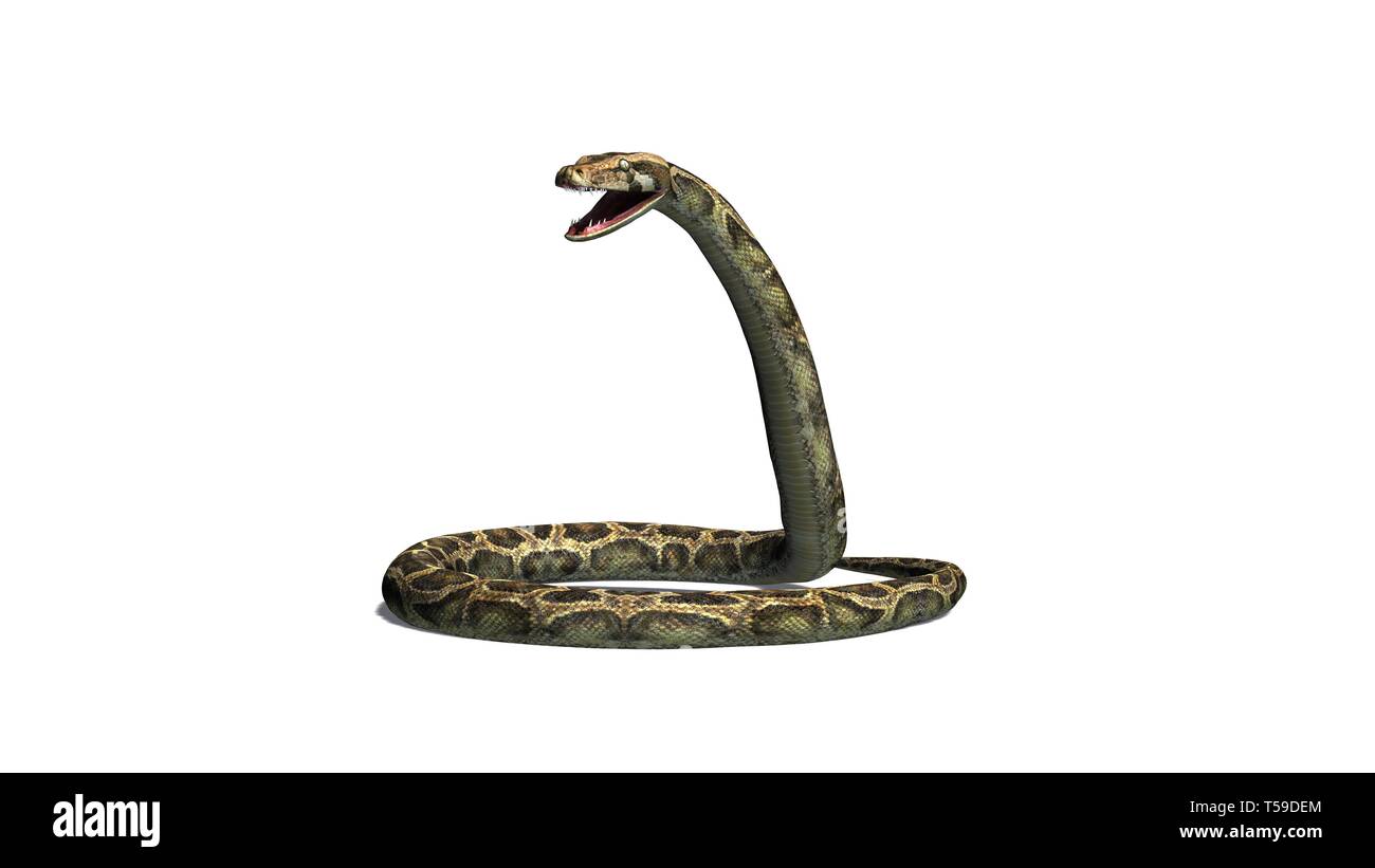 Python snake - isolated on white background Stock Photo - Alamy