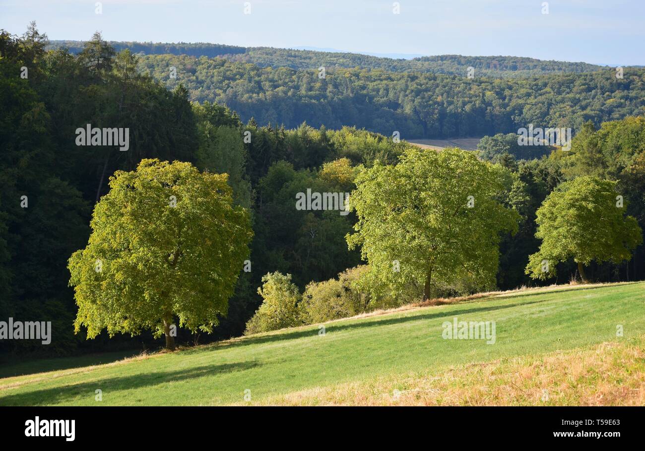 A landscape with walnut trees and forest. Fischbachtal, Odenwald, Germany. Stock Photo