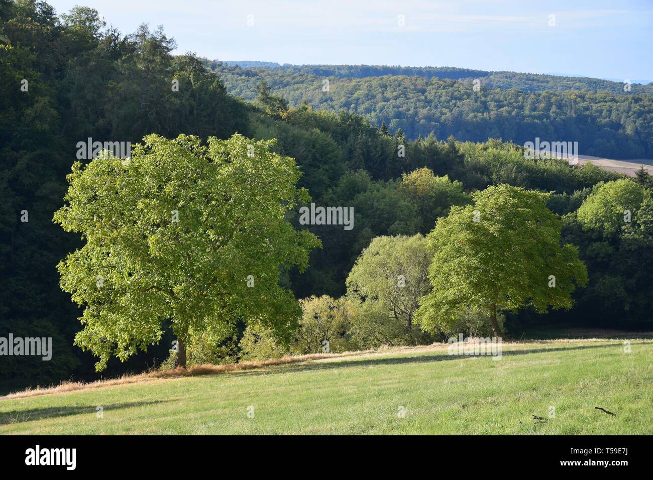 A landscape with walnut trees and forest. Fischbachtal, Odenwald, Germany. Stock Photo