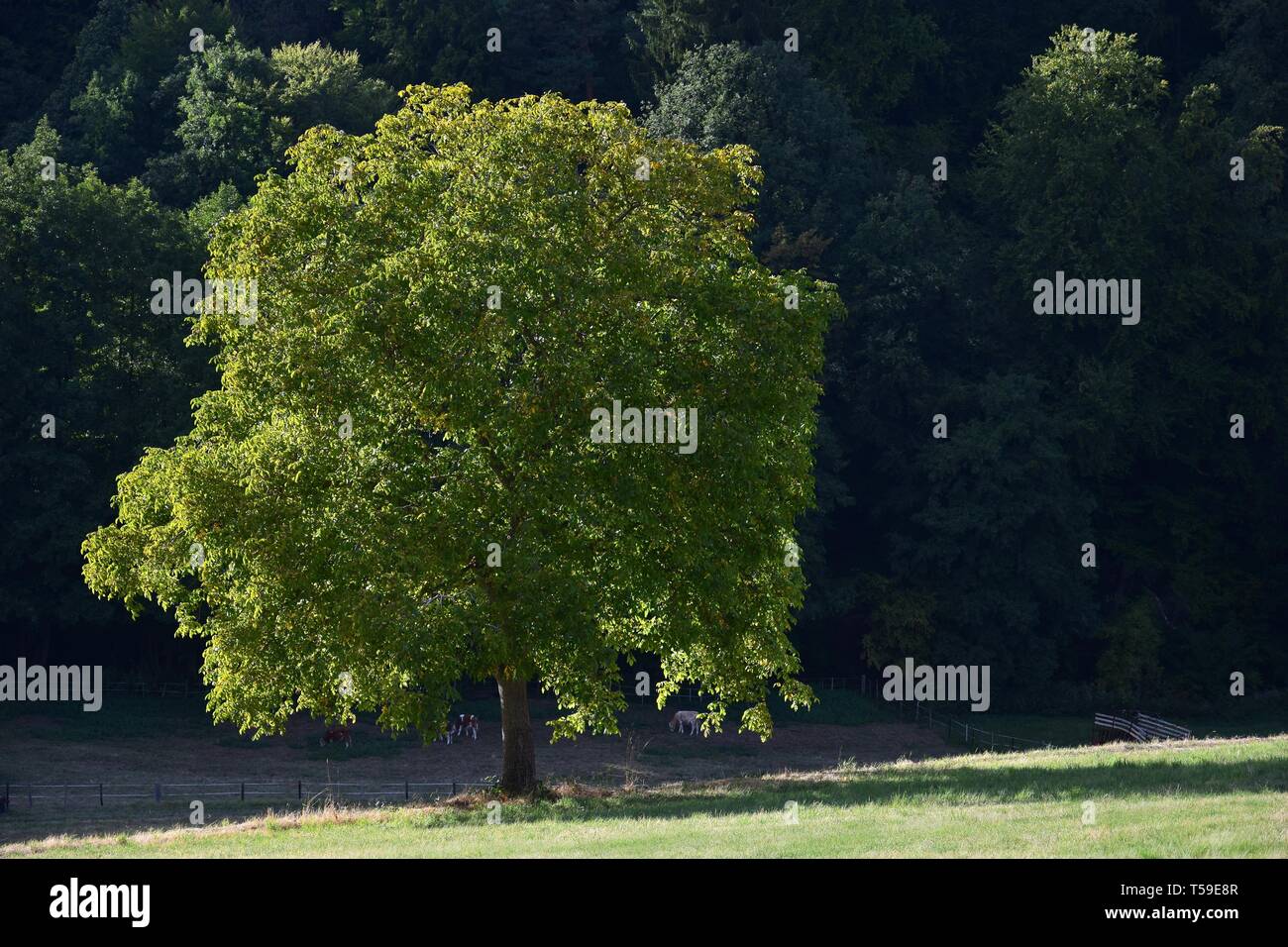 A walnut tree in front of dark forest. Fischbachtal, Odenwald, Germany. Stock Photo