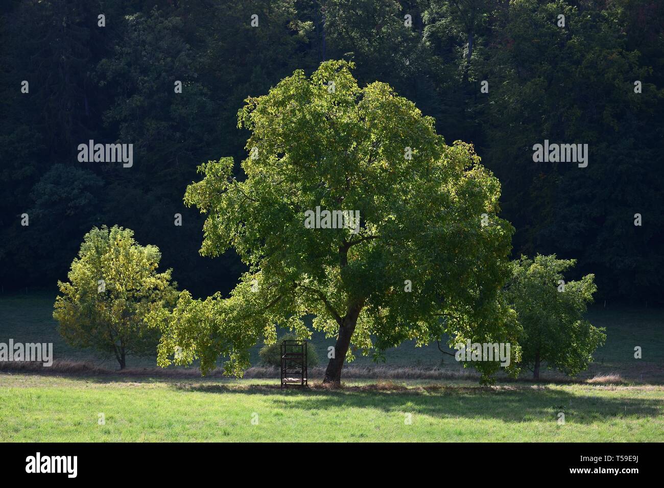 A walnut tree in front of dark forest. Two small trees in the background. Fischbachtal, Odenwald, Germany. Stock Photo