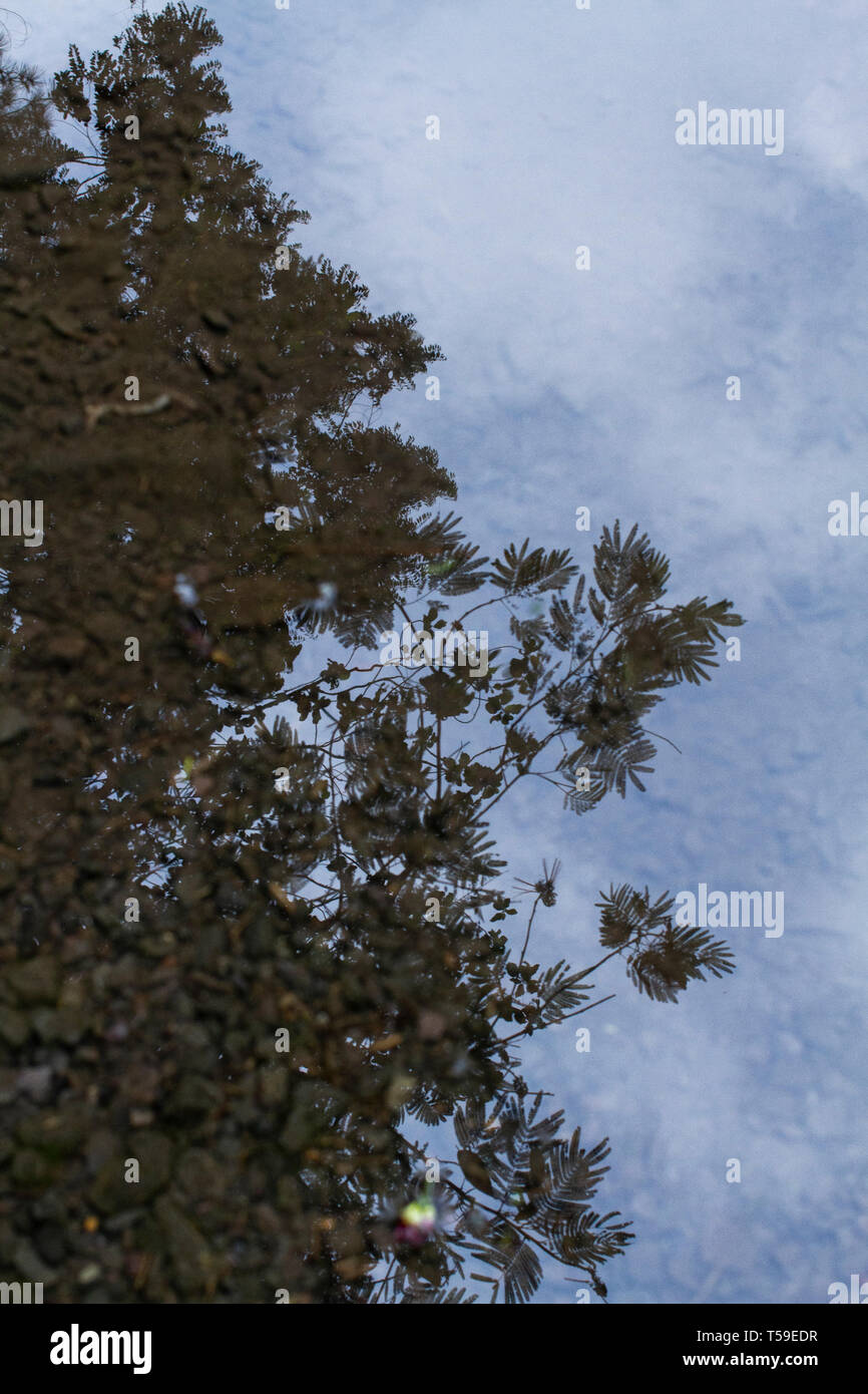 Close-up tree reflection on the water Stock Photo
