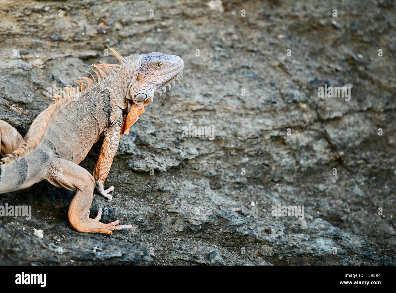 Orange toned iguana found in St. Croix, United States Virgin Islands Stock Photo