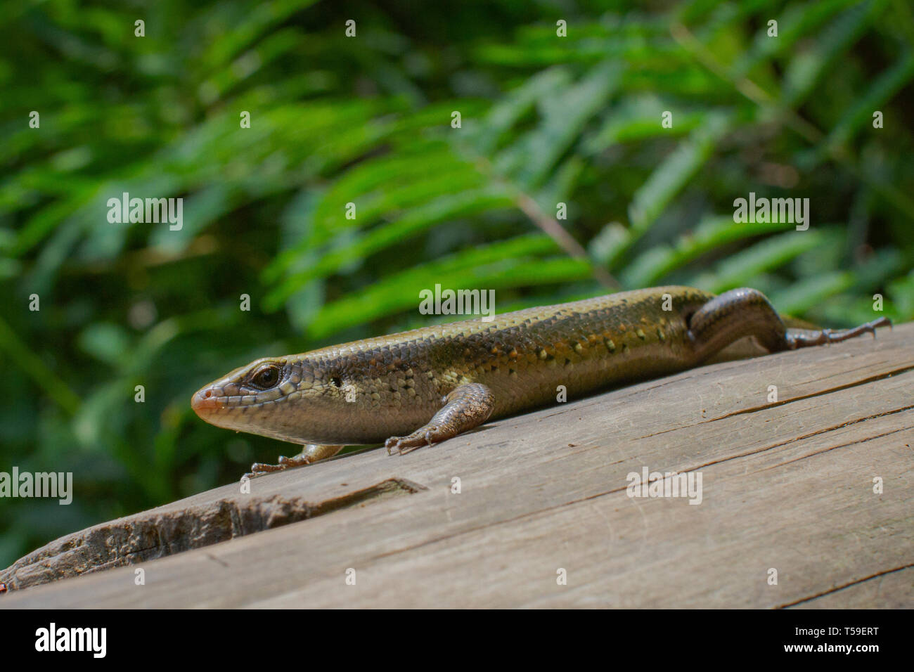 A ground skink close-up picture Stock Photo