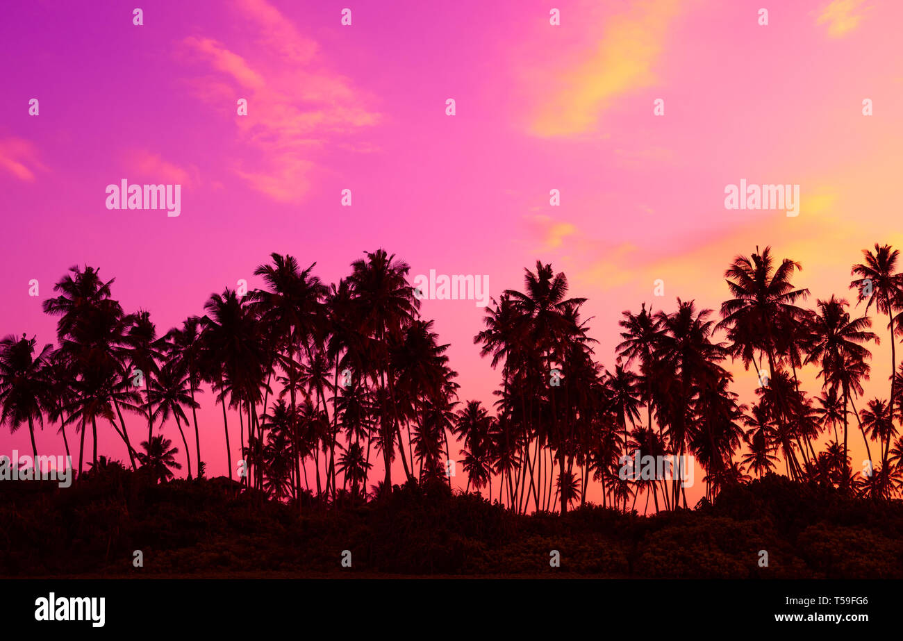 Palm trees silhouettes on tropical beach at twilight Stock Photo - Alamy