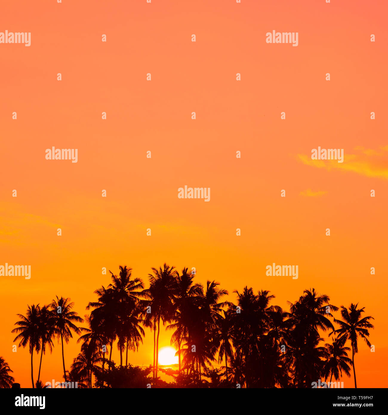 Warm tropical sunrise with palm trees silhouettes Stock Photo - Alamy