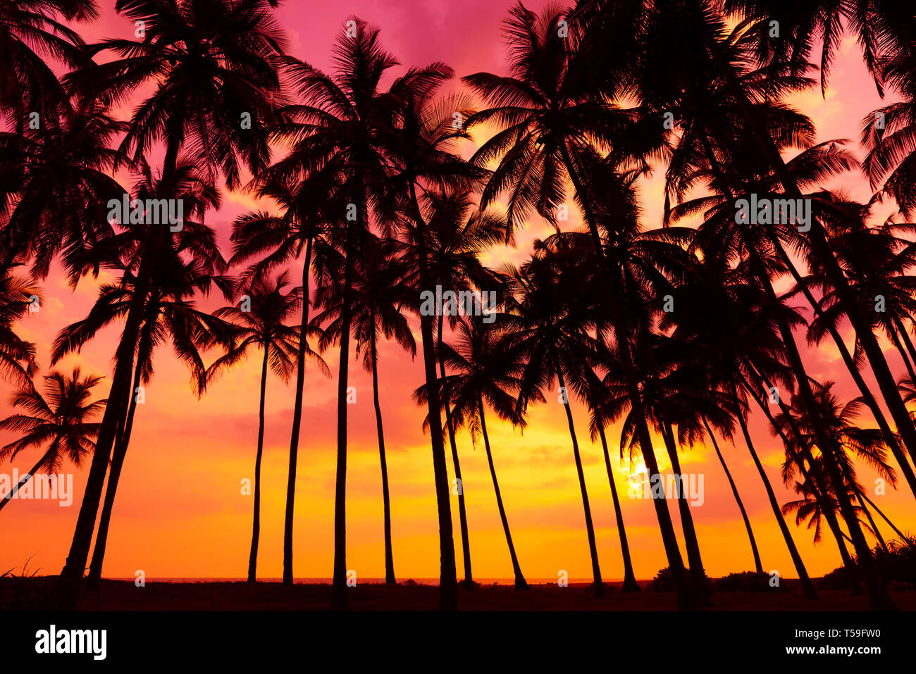 Palm trees silhouettes on tropical beach at vivid sunset time Stock ...