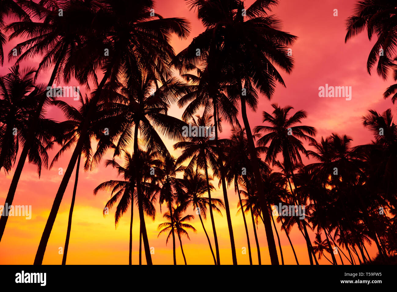 Palm trees silhouettes on tropical beach at vivid sunset time Stock ...