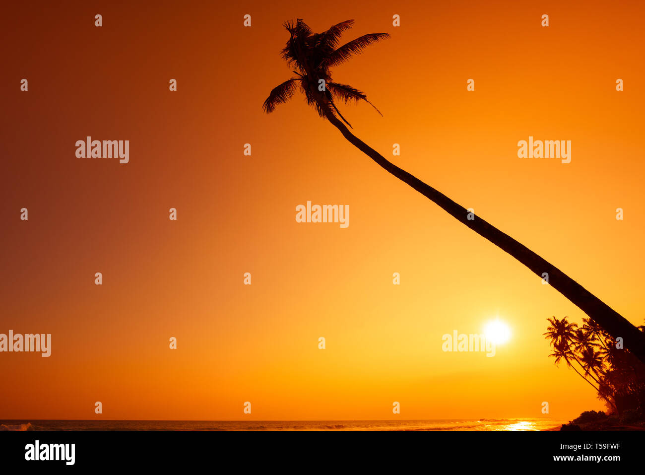 Palm tree silhouette on tropical beach at sunset Stock Photo - Alamy