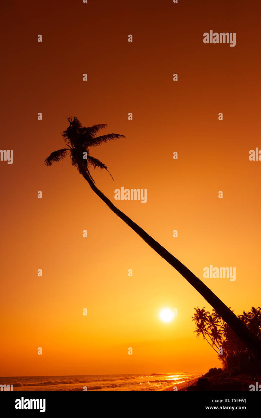 Palm tree silhouette on tropical beach at sunset Stock Photo - Alamy