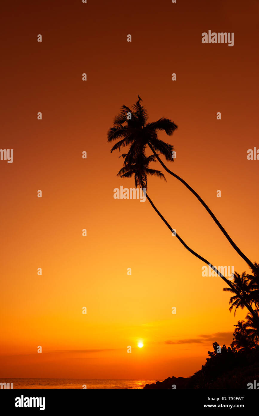 Palm trees silhouettes on tropical beach at sunset Stock Photo - Alamy