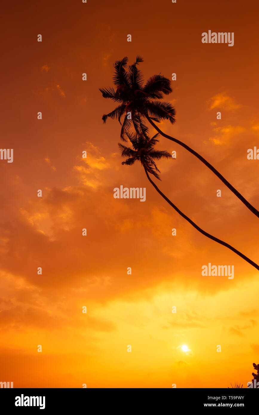 Palm trees silhouettes on tropical beach at sunset light Stock Photo ...