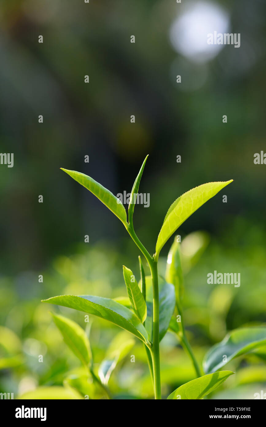 Afternoon tea plantation hi-res stock photography and images - Alamy