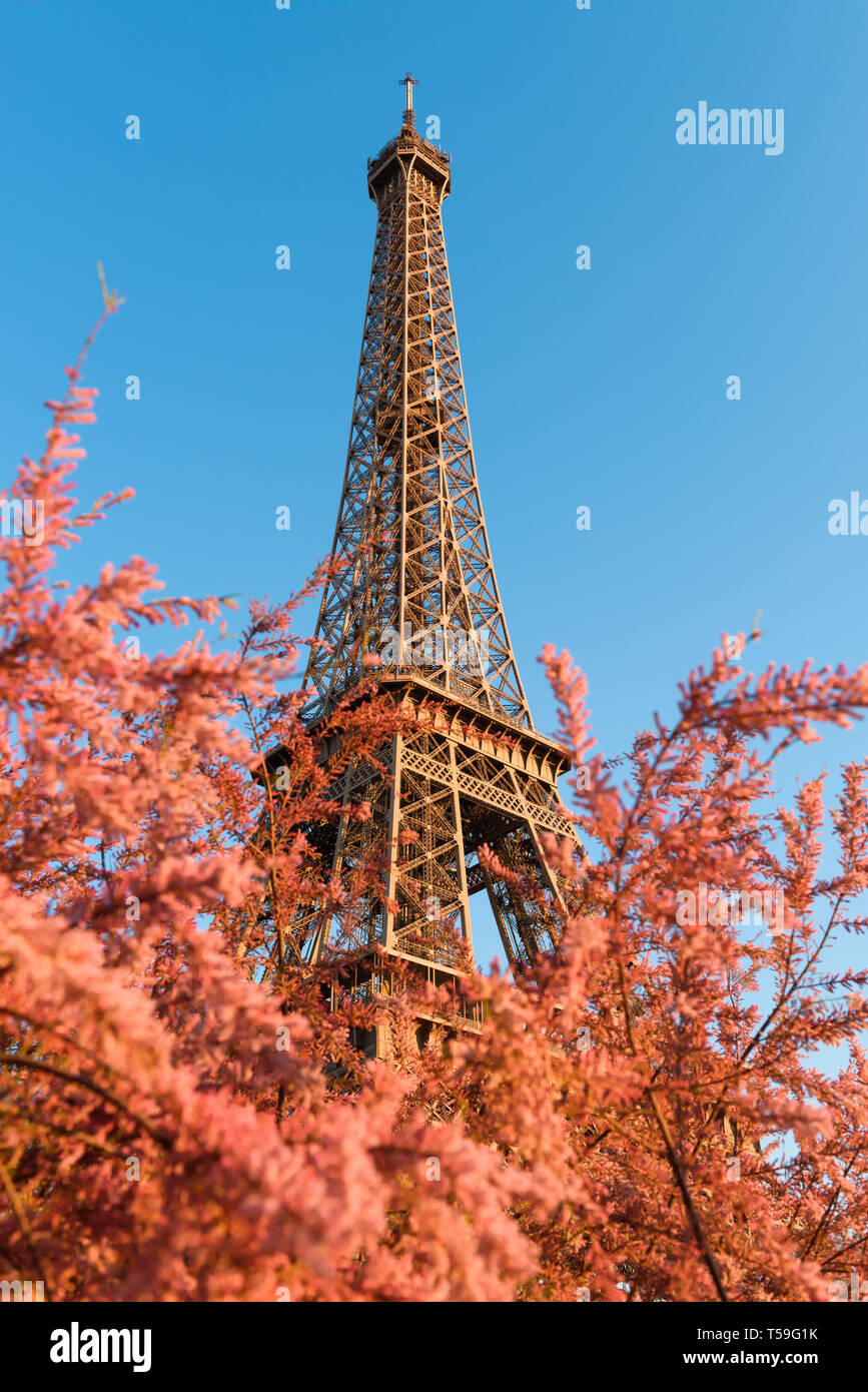 Eiffel Tower Through Beautiful Spring Pink Flower Bushes In Paris France At Evening Light Stock Photo Alamy