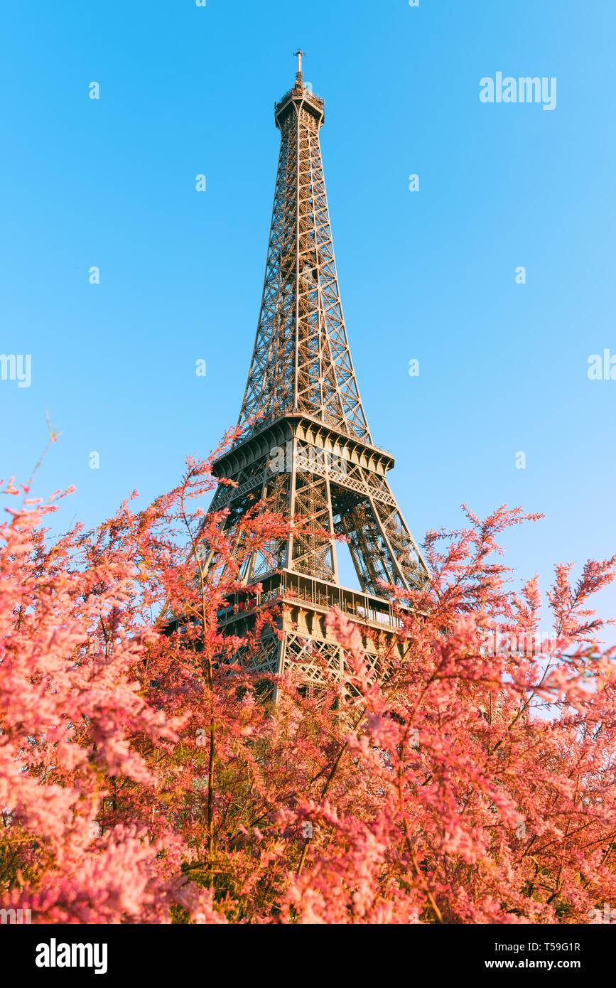 Eiffel Tower at spring with the pink blooming bush Stock Photo - Alamy