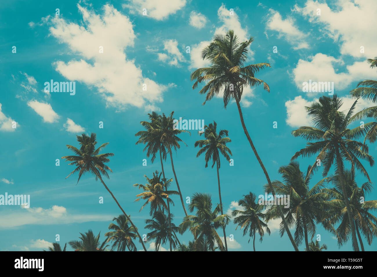 Palm trees on tropical beach, vintage toned Stock Photo - Alamy