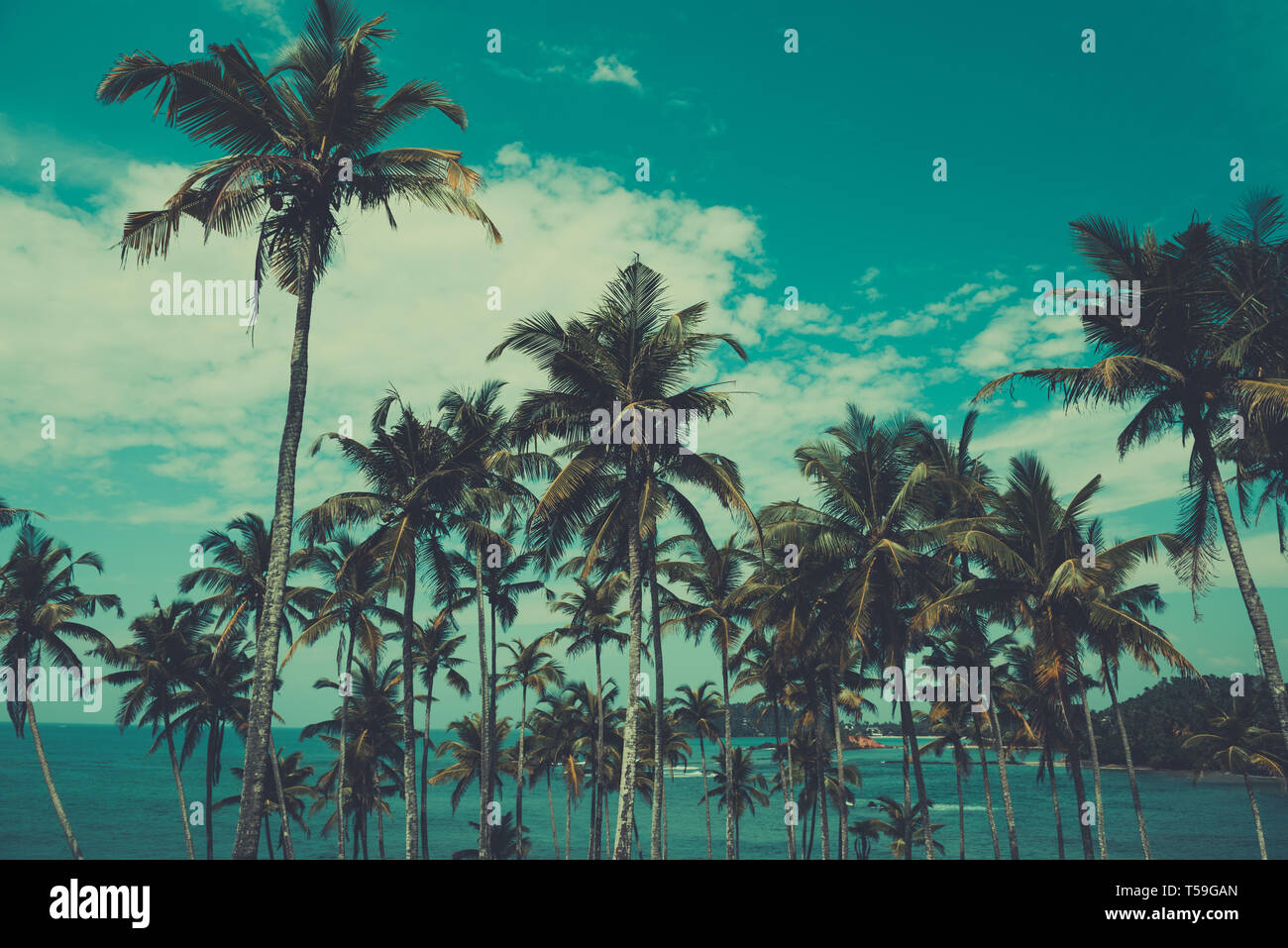 Palm trees on a hill at tropical beach, vintage toned and retro color ...