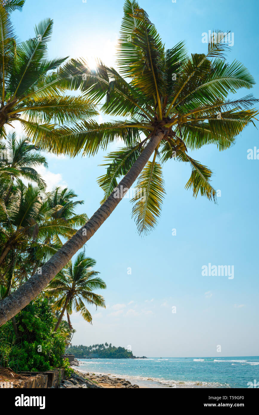 Palm tree on tropical ocean beach at sunny day with sun rays through ...