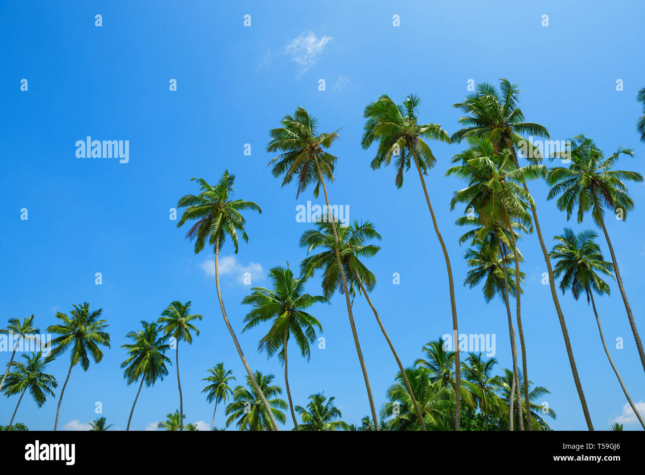 Palm trees over blue sky background on tropical beach Stock Photo - Alamy