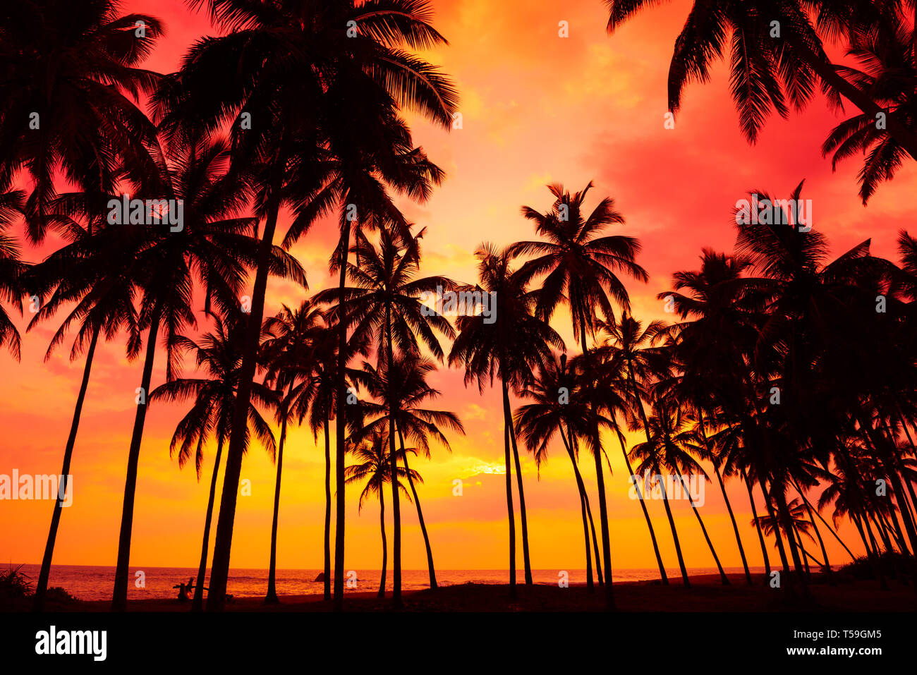 Palm trees silhouettes on tropical beach at vivid sunset time Stock ...